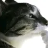 mr_magoeblob