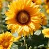girasol4539