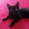 banguela_o_gato_preto