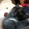 siriusblack701