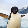 penguinsupremacy1