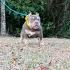 fernando.bornebulls