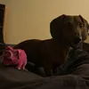 tucsmorgotucsogo