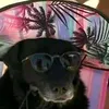 alicecarvalho764
