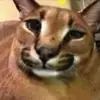 bizzytiktoktime