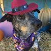 urbancattledogwendell