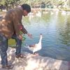 sajjad0208