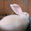 robertosantoz22