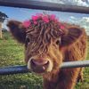 moo2420