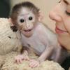 Cute baby monkey for adoption