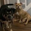 baynesbullies