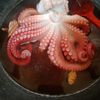 soegigoex