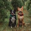 aliciaandherdogs
