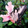 pinkbutterfly054