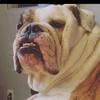 beautheenglishbulldog