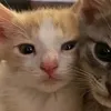 mewzuha