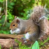 Curious_chronicle