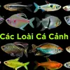 cacanhsg.q