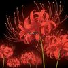 arsen_25555