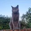 cinza.the.bsh