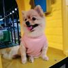 🐕นับตังค์ ลูกแม่หมู🐖