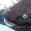_l1z_z