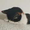 cumika77