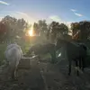 .the_horses