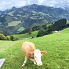 swiss_traveller_