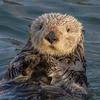 otter_dotter