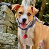 Homer the Pittie