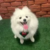 bruce_petcoach