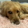 mila_the_goldenpup