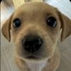 perro_fachero639
