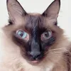 lorenzothecat