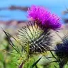 two scots adventures