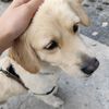 karemallilatteseviyorum