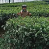 lukman_1237