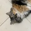 sipoppycat