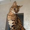 achi_savannah