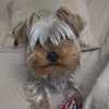 wakala5