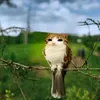 samucaamanirvana_
