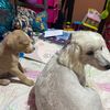 el_perrito_mateoo_y_puca