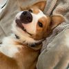 dj.louie.lovedog