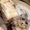 miaww2333