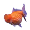 goldenfishies5551