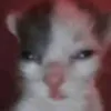 peahlasapalagi