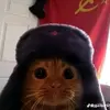 soviet_cat17