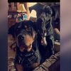 Delgado&Bear_Tiktok