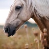 wasabi_horse